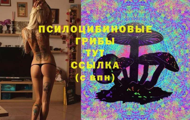 Псилоцибиновые грибы Cubensis  Калязин 